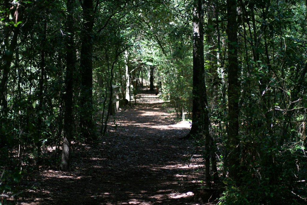 A clear path forward through trees